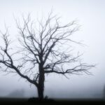 tree-3404531_640